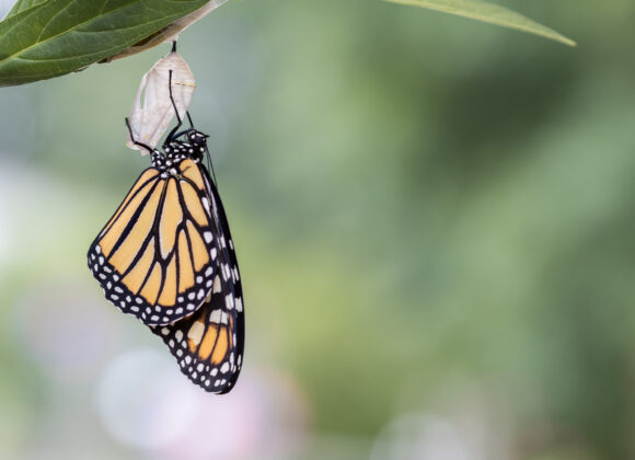 God Sees the Truth, But Waits – My Reflections monarch-butterfly-emerging-from-chrysalis-in-natur-2026-01-11-10-10-57-utc