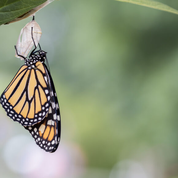 monarch-butterfly-emerging-from-chrysalis-in-natur-2026-01-11-10-10-57-utc