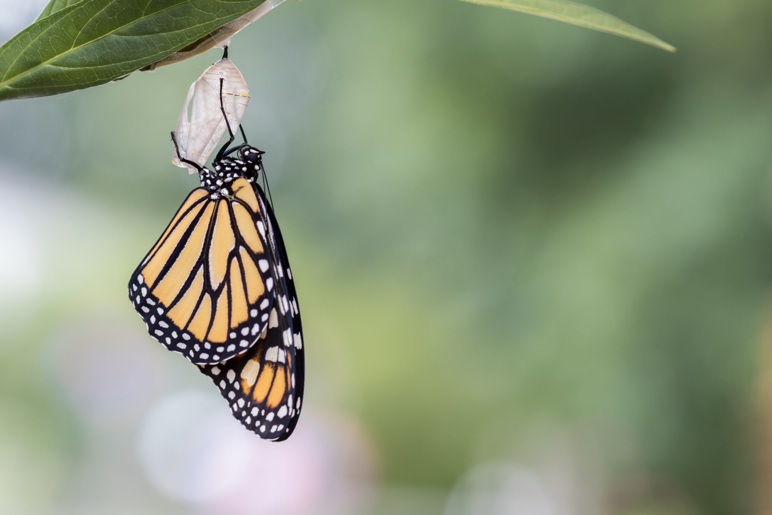God Sees the Truth, But Waits – My Reflections monarch-butterfly-emerging-from-chrysalis-in-natur-2026-01-11-10-10-57-utc