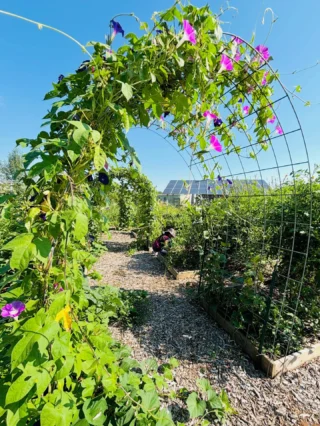 Glimpsing God in the Garden 🌳 

I once heard someone ask, Who was the first farmer? 
The answer surprised me: God.

Yes, God was the first farmer. 🌱 He planted a garden in Eden and placed man there. He created this world with intention and beauty, filling it with His imagination and inviting us to tend it and delight in it. What a gift!

Maybe this is why nature teaches us, heals us, and inspires us. Sometimes if we slow down and notice, we can catch a glimpse of Him—walking in the garden…calling to us.

Don’t you think? 🤔