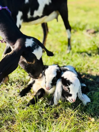 Little blessings with wiggly tails. 🥰

#faithstead #faithsteadfarm #goatsofinstagram #babygoats #homestead