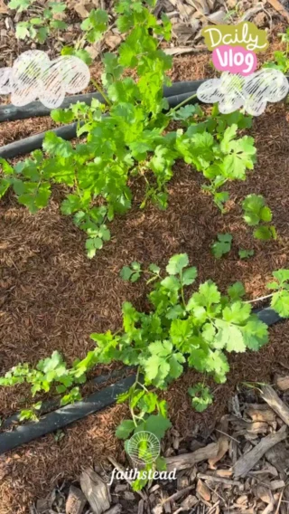A little tour of what’s growing 🌱🌻

Still waiting on harvest… but loving every stage.

#garden #vegetablegardening #farm #homesteadmoments #miracles