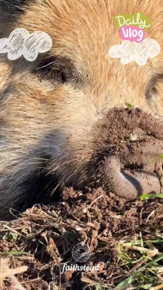 Close ups 😎 

#Homesteading #homeschooling #simplelife #farmstead #animals