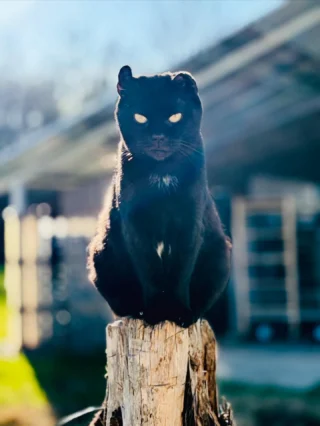 “Plotting world domination… of blessings. 🖤😼”

#blackcat #blackcats_world #cats_of_instagram #homesteadfarm #homeschoolfun
