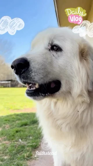 Barking at the wind 💨 

#greatpyreneesofinstagram #dogmom #homesteaddog #livestockguardiandog #farmfun