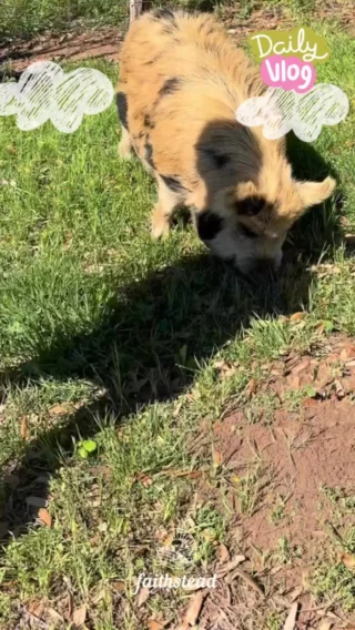 Raising a cowgirl who isn’t afraid to saddle up… even if the horse oinks. 🤠🐖

#LittleCowgirl #FarmLifeFun #RodeoLife #HomesteadKids #PigRiding