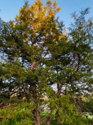 Can you spot my little monkey? 🐒🌳

Scaling new heights, one branch at a time!

#LittleAdventurer #TreeClimber #NatureKid #OutdoorFun #ChildhoodUnplugged