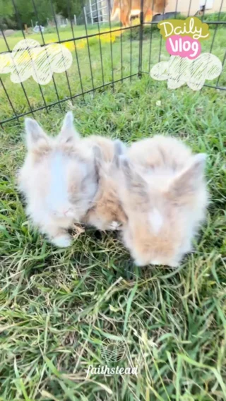 Just a tiny ball of fluff hopping through your feed 💕🐇

#FluffyBunnies #BabyBunnies #CutenessOverload #BunnyLove #teddywidder