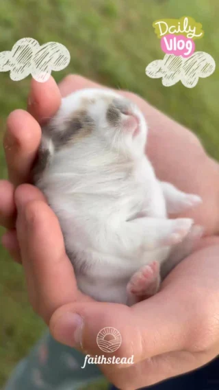 With his soft broken orange coloring and squishy, huggable frame, Samwise is a warm, comforting companion who’s ready to hop into a forever home full of love—and maybe a few extra snacks along the way.

Located near Houston, TX. More info on the website. 🔗 in bio.

#hollandlop #bunniesofinsta #rabbitry #petsofinsta #springbunny