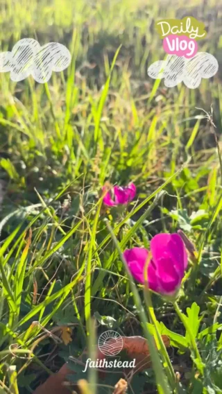 Gentle, curious, and full of charm, Frodo is ready to hop into a forever home where he’ll be loved, spoiled with treats, and cherished as the tiny hero he is.

Local to Houston? 🐰🤍
your bunny might be waiting—details in our 🔗 in bio.

#Teddywidder #rabbitadoption #bunnylove #easterbunnies #texasbunny