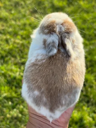 Meet Samwise, our chubby little bundle of joy with a heart as big as the Shire! True to his namesake, Samwise is loyal, dependable, and always ready to lend a paw (or a nibble!) to anyone he loves. He’s the kind of bunny who makes every day feel a little brighter and every cuddle feel like home.

Located near Houston? Adoption info on website. 🔗 in bio.

#hollandlopbunny #texasrabbitry #cutebunny #rabbit #hollandlopsofinstagram