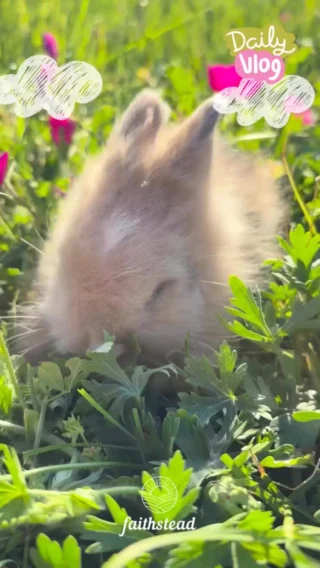 With his soft black tort coat, delicate white Vienna markings, and striking blue eyes, Bilbo is truly one of a kind—a tiny hero with a gentle heart. He’s waiting for a forever home that’s ready to share a little adventure, a little mischief, and a lot of love.

Interested in adopting? Info on website. 🔗 in bio.

#BlueEyedBunny #BunnyAdoption #BunnyOfTheDay #CuteBunnies #teddywidder