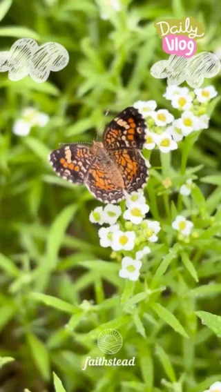 All things bright and beautiful, 
All creatures great and small, 
All things wise and wonderful, 
The Lord God made them all. 

Each little flower that opens, 
Each little bird that sings, 
He made their glowing colors, 
He made their tiny wings. 

The purple-headed mountain, 
The river running by, 
The sunset, and the morning, 
That brightens up the sky; 

The cold wind in the winter, 
The pleasant summer sun, 
The ripe fruits in the garden, 
He made them every one. 

He gave us eyes to see them, 
And lips that we might tell, 
How great is God Almighty, 
Who has made all things well. 

by Cecil Alexander

#HomesteadLife #CountryLiving #FarmAnimals #GodsCreation #AllCreaturesGreatAndSmall