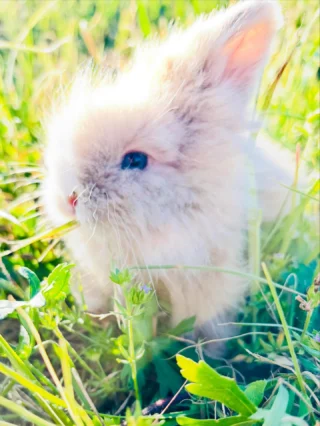 Meet Frodo the teddywidder, Bilbo’s little sibling in spirit and style! He has a striking white mark down his face, making him look like a tiny adventurer ready for his next quest. 

True to his hobbit namesake, Frodo loves a good second breakfast in the Shire—and we suspect he might just sneak in a nibble or two when no one’s watching.

Local to Houston? 🐰🤍
your bunny might be waiting—details in our 🔗 in bio.

#teddywidder #rabbitry #blueeyedbunny #cutebunnies #bunnyadoption