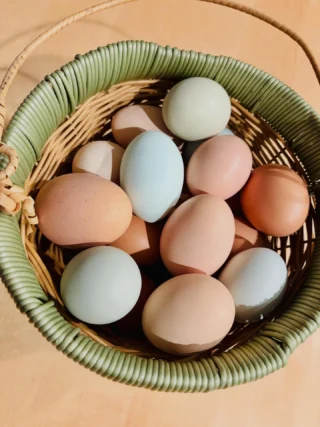 24 eggs today… 🙄

#chickenmath #happyapril #homesteadlifebestlife #farmlife #faithsteadfarm