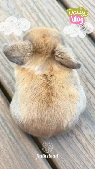 Meet Basil, our sweet little buck with a name as warm and comforting as the herb itself. Basil has a gentle, steady personality—he’s the kind of bunny who enjoys calm surroundings and soft moments. He’s curious in a quiet way, often exploring at his own pace before settling down somewhere cozy to rest.

With his rich black tort coat and velvety lop ears, Basil is a handsome little companion with a peaceful spirit—perfect for a home that appreciates slow, simple joys.

Interested in adopting? 🔗 in bio.

#HollandLop #BabyBunny #BunnyForSale #BunnyLove #PetRabbit