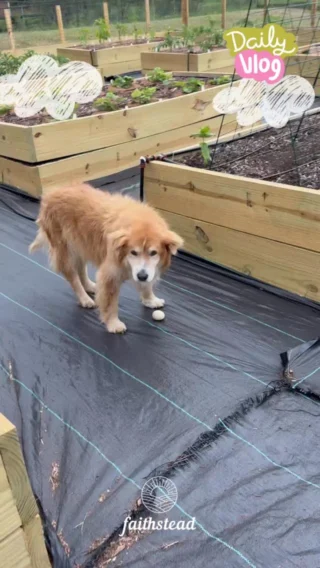 Mission: Egg possible 🥚🐶 

FarmLife #BackyardChickens #CountryLiving #FarmDogs #DogLife