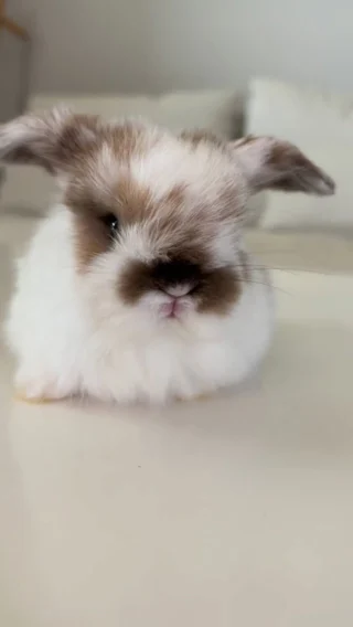 Little paws 🐾 big heart 🫶

#bunnylove #bunniesofinstagram #hollandlops #cutepet #cutebunny