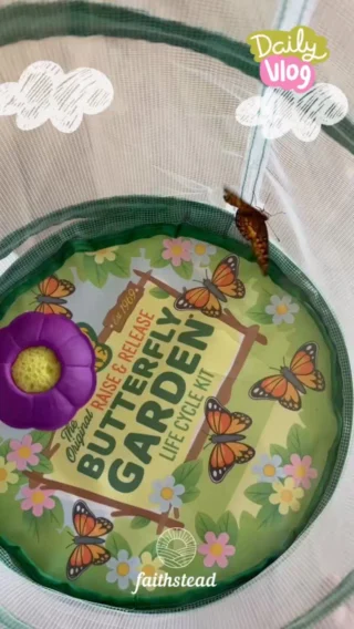 It’s time to release the butterflies! 🦋 

Tiny wings, warm sun, and a garden full of reminders that God makes beautiful things slowly.

#ButterfliesInTheGarden #GodsCreation #NatureBeauty #GardenMoments #QuietWonder