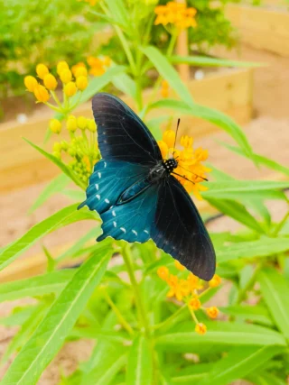 Little joys in life! 💕

In watching butterflies, I’m reminded that transformation is both patient and beautiful.

#HomeschoolNatureStudy #ButterflyWatching #ScienceInCreation #WonderAndWorship #CottagecoreLearning