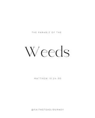 The parable of the wheat and the weeds reminds us that God’s kingdom often grows quietly in a messy world. The servants wanted to pull the weeds immediately, but the master told them to wait because uprooting the weeds too soon could damage the wheat too. That’s hard for us because we want quick justice, quick answers, and clear separation between good and evil. But God is patient. He sees what we cannot see, and He knows the right time for judgment and harvest.

Sometimes we become discouraged when evil seems to grow alongside what is good. Other times, we are tempted to play the role of judge ourselves. But Jesus calls us instead to remain faithful and fruitful where He has planted us. The existence of weeds does not mean the farmer has lost control of the field. The harvest is still coming.

Today, instead of focusing on the weeds around us, may we ask God to make us fruitful wheat in His kingdom — rooted deeply, growing faithfully, and trusting Him with the final harvest.

Following the @simply_bible book club.

#WheatAndWeeds #ParablesOfJesus #KingdomOfHeaven #TrustGodsTiming #FaithInTheProcess