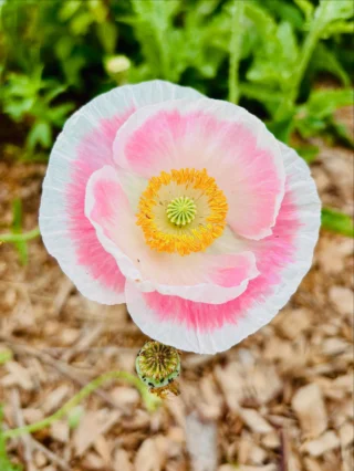 I’ve been studying a lot of parables recently so I decided to write one 🤔

The Parable of the Poppy

I sowed a poppy in hope and waited for it to grow.

For a long time, nothing seemed to happen. I wondered if it had failed altogether.

Then something finally sprouted—but I couldn’t tell if it was a weed or the flower I had planted. So I decided to give it time. Maybe with more growth, I would know.

More waiting followed. Even with a few more leaves, it still didn’t look like much. I had to turn to Google Lens just to identify it. It confirmed: it was a flower—but it still looked scraggly, unimpressive, and easy to overlook.

So I left it.

Unnoticed. Forgotten.

Until today.

It bloomed.

What I thought was wasted time turned out to be quiet preparation for something beautiful.

It was far more beautiful than I ever expected and totally worth it 🥰

#ThePoppyParable #BeautyInWaiting #GrowthInTime #TrustTheProcess #QuietBlooms