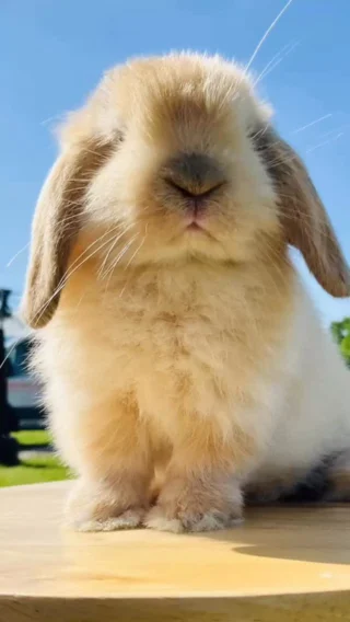 Holland Lop Bunny
Ready for a Forever Home

Houston, Texas Area

#HoustonBunnies #HoustonPets #HollandLopHouston #HoustonRabbit #TexasBunnyLove