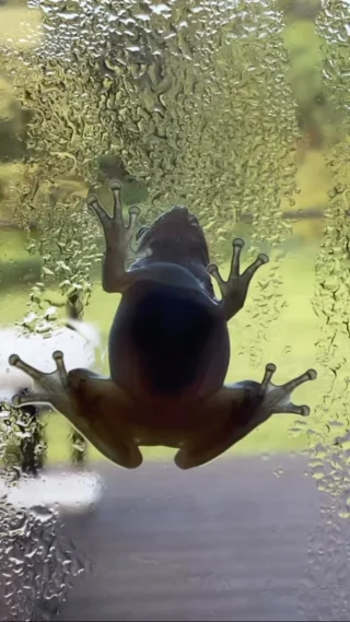 Just a tiny adventurer reaching new heights 🐸✨

#FrogLife #TinyExplorer #NatureMoments #ClimbingGoals #CuteAnimals