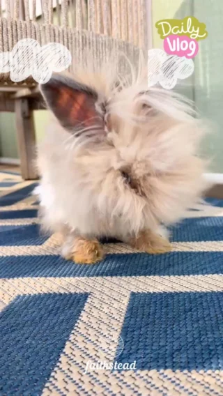 Summer haircut: 10/10 for staying cool... 2/10 for looking glamorous. 😂✂️🐰

Our little Teddywidder may not be winning any beauty contests today, but underneath that awkward summer trim is one happy, comfy bunny. Give it a few weeks, and the fluff will be back in all its glory! 🤍

#CuteBunny #Teddywidder #BunnyLife #SummerTrim #FluffyFriends