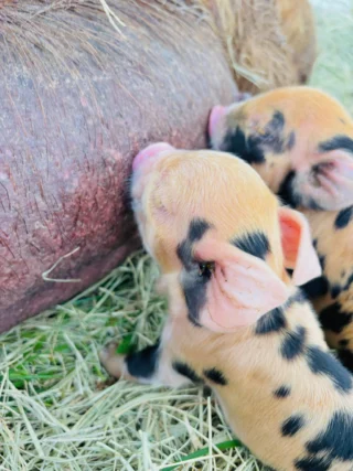 Too cute for words. 🐷

#KunekunePigs #FarmLife #BabyPiglets #HomesteadLife #CountryLiving