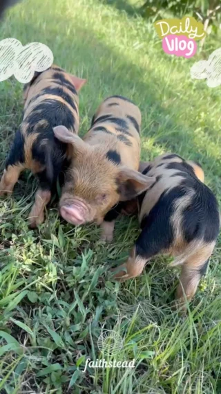 🐷💕 Look at those sweet little wattles! 🥹🐽

#KuneKunePigs #BabyPigs #Piglets #FarmLife #CuteAnimals
